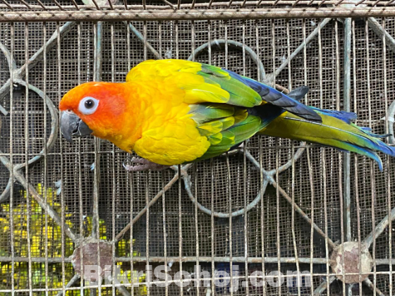 Sun conure adult male